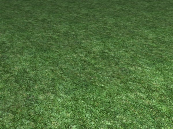 Grass